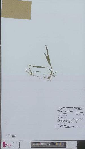  (Vallisneria spiralis - L 0894148)  @11 [ ] CreativeCommons - Attribution Non-Commercial Share-Alike (2012) Naturalis Biodiversity center Naturalis Biodiversity center