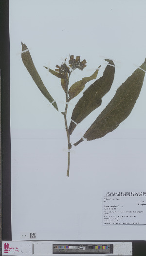  (Symphytum officinale - L 0894149)  @11 [ ] CreativeCommons - Attribution Non-Commercial Share-Alike (2012) Naturalis Biodiversity center Naturalis Biodiversity center