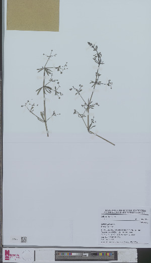  (Galium aparine - L 0894375)  @11 [ ] CreativeCommons - Attribution Non-Commercial Share-Alike (2012) Naturalis Biodiversity center Naturalis Biodiversity center