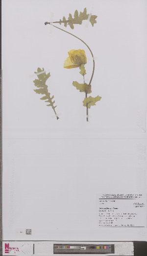  ( - L 0894235)  @11 [ ] CreativeCommons - Attribution Non-Commercial Share-Alike (2012) Naturalis Biodiversity center Naturalis Biodiversity center