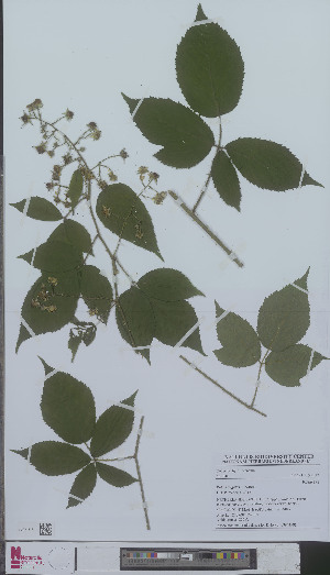  (Rubus negatus - L 0894459)  @11 [ ] CreativeCommons - Attribution Non-Commercial Share-Alike (2012) Naturalis Biodiversity center Naturalis Biodiversity center
