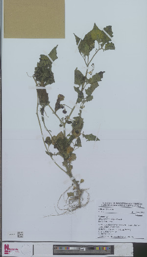  (Solanum nigrum schultesii - L 0894339)  @11 [ ] CreativeCommons - Attribution Non-Commercial Share-Alike (2012) Naturalis Biodiversity center Naturalis Biodiversity center