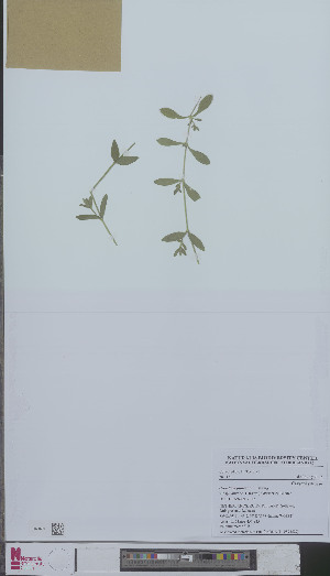  (Cerastium fontanum vulgare - L 0894529)  @11 [ ] CreativeCommons - Attribution Non-Commercial Share-Alike (2012) Naturalis Biodiversity center Naturalis Biodiversity center