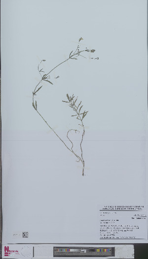  (Linaria repens - L 0894523)  @11 [ ] CreativeCommons - Attribution Non-Commercial Share-Alike (2012) Naturalis Biodiversity center Naturalis Biodiversity center