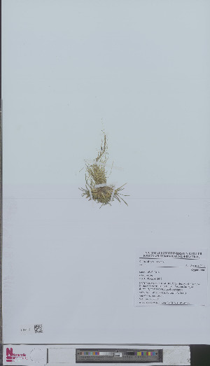  (Carex oederi oederi - L 0894774)  @11 [ ] CreativeCommons - Attribution Non-Commercial Share-Alike (2012) Naturalis Biodiversity center Naturalis Biodiversity center