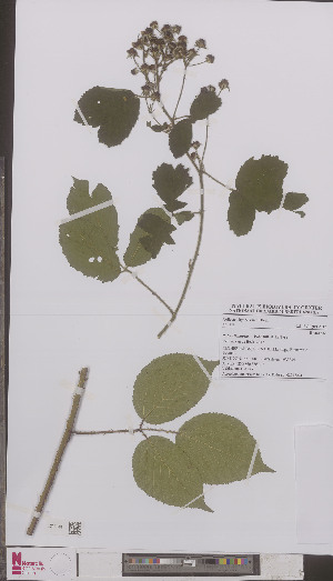  (Rubus flexuosus - L 0894822)  @11 [ ] CreativeCommons - Attribution Non-Commercial Share-Alike (2012) Naturalis Biodiversity center Naturalis Biodiversity center