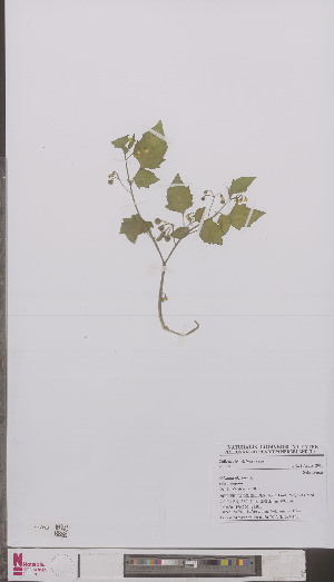  (Solanum nigrum nigrum - L 0894846)  @11 [ ] CreativeCommons - Attribution Non-Commercial Share-Alike (2012) Naturalis Biodiversity center Naturalis Biodiversity center