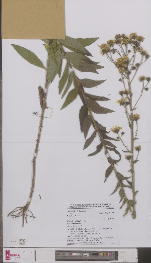  (Hieracium sabaudum auratum - L 0895017)  @11 [ ] CreativeCommons - Attribution Non-Commercial Share-Alike (2012) Naturalis Biodiversity center Naturalis Biodiversity center