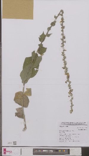  (Verbascum pulverulentum - L 0895086)  @11 [ ] CreativeCommons - Attribution Non-Commercial Share-Alike (2012) Naturalis Biodiversity center Naturalis Biodiversity center