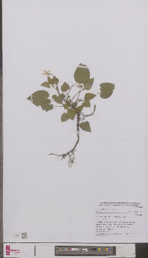  (Viola reichenbachiana - L 0895253)  @11 [ ] CreativeCommons - Attribution Non-Commercial Share-Alike (2012) Naturalis Biodiversity center Naturalis Biodiversity center