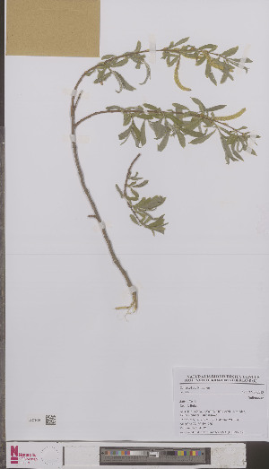  (Salix alba - L 0895368)  @11 [ ] CreativeCommons - Attribution Non-Commercial Share-Alike (2012) Naturalis Biodiversity center Naturalis Biodiversity center