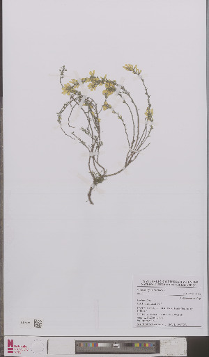  ( - L 0895594)  @11 [ ] CreativeCommons - Attribution Non-Commercial Share-Alike (2012) Naturalis Biodiversity center Naturalis Biodiversity center
