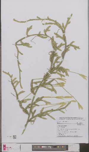  ( - L 0895883)  @11 [ ] CreativeCommons - Attribution Non-Commercial Share-Alike (2012) Naturalis Biodiversity center Naturalis Biodiversity center