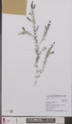  ( - L 0895886)  @11 [ ] CreativeCommons - Attribution Non-Commercial Share-Alike (2012) Naturalis Biodiversity center Naturalis Biodiversity center