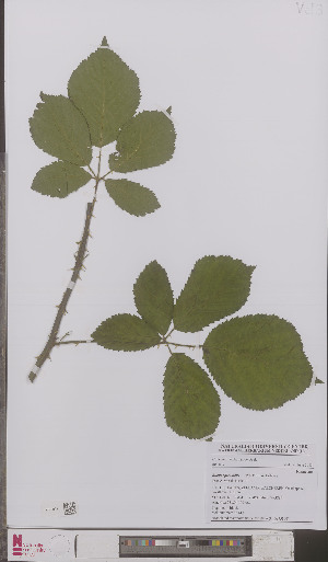  (Rubus splendidus - L 0895896)  @11 [ ] CreativeCommons - Attribution Non-Commercial Share-Alike (2012) Naturalis Biodiversity center Naturalis Biodiversity center