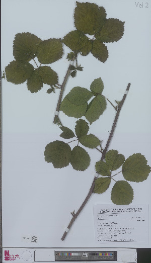  (Rubus incisior - L 0896043)  @11 [ ] CreativeCommons - Attribution Non-Commercial Share-Alike (2012) Naturalis Biodiversity center Naturalis Biodiversity center