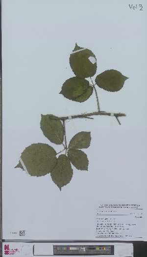  (Rubus dejonghii - L 0896041)  @11 [ ] CreativeCommons - Attribution Non-Commercial Share-Alike (2012) Naturalis Biodiversity center Naturalis Biodiversity center