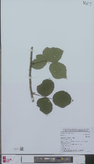  (Rubus pugiunculosus - L 0896179)  @11 [ ] CreativeCommons - Attribution Non-Commercial Share-Alike (2012) Naturalis Biodiversity center Naturalis Biodiversity center