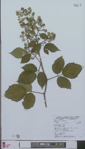  (Rubus praticolor - L 0896143)  @11 [ ] CreativeCommons - Attribution Non-Commercial Share-Alike (2012) Naturalis Biodiversity center Naturalis Biodiversity center