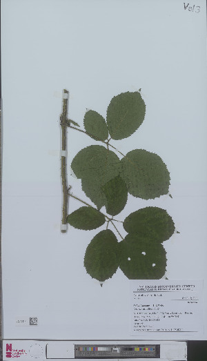  (Rubus ignoratus - L 0896210)  @11 [ ] CreativeCommons - Attribution Non-Commercial Share-Alike (2012) Naturalis Biodiversity center Naturalis Biodiversity center