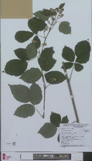 (Rubus vandermeijdenii - L 0896204)  @11 [ ] CreativeCommons - Attribution Non-Commercial Share-Alike (2012) Naturalis Biodiversity center Naturalis Biodiversity center