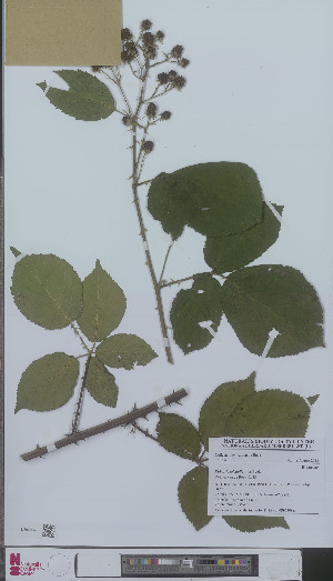  (Rubus laevicaulis - L 0896309)  @11 [ ] CreativeCommons - Attribution Non-Commercial Share-Alike (2012) Naturalis Biodiversity center Naturalis Biodiversity center