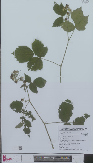  (Rubus surrectus - L 0896326)  @11 [ ] CreativeCommons - Attribution Non-Commercial Share-Alike (2012) Naturalis Biodiversity center Naturalis Biodiversity center