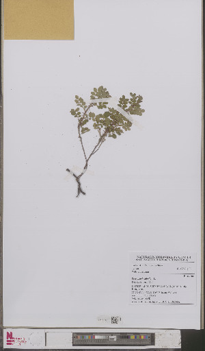 ( - L 0892449)  @11 [ ] CreativeCommons - Attribution Non-Commercial Share-Alike (2012) Naturalis Biodiversity center Naturalis Biodiversity center