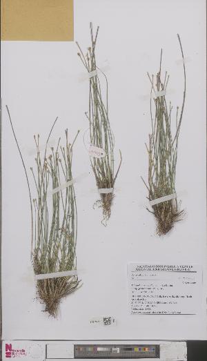  (Trichophorum cespitosum - L 0892998)  @11 [ ] CreativeCommons - Attribution Non-Commercial Share-Alike (2012) Naturalis Biodiversity center Naturalis Biodiversity center