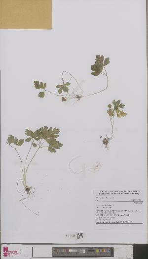  ( - L 0893013)  @11 [ ] CreativeCommons - Attribution Non-Commercial Share-Alike (2012) Naturalis Biodiversity center Naturalis Biodiversity center