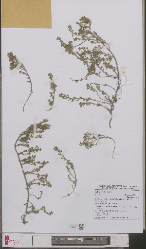  (Chenopodium pumilio - L 0893366)  @11 [ ] CreativeCommons - Attribution Non-Commercial Share-Alike (2012) Naturalis Biodiversity center Naturalis Biodiversity center