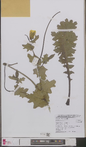  (Glaucium flavum - L 0893444)  @11 [ ] CreativeCommons - Attribution Non-Commercial Share-Alike (2012) Naturalis Biodiversity center Naturalis Biodiversity center