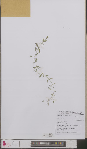  ( - L 0893439)  @11 [ ] CreativeCommons - Attribution Non-Commercial Share-Alike (2012) Naturalis Biodiversity center Naturalis Biodiversity center