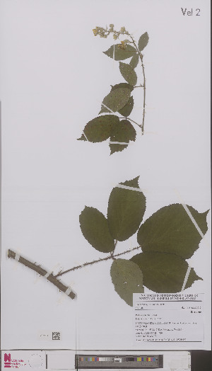  (Rubus gelertii - L 0896488)  @11 [ ] CreativeCommons - Attribution Non-Commercial Share-Alike (2012) Naturalis Biodiversity center Naturalis Biodiversity center