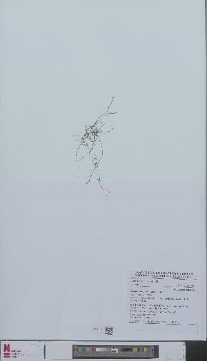  (Zannichellia palustris - L 0896553)  @11 [ ] CreativeCommons - Attribution Non-Commercial Share-Alike (2012) Naturalis Biodiversity center Naturalis Biodiversity center