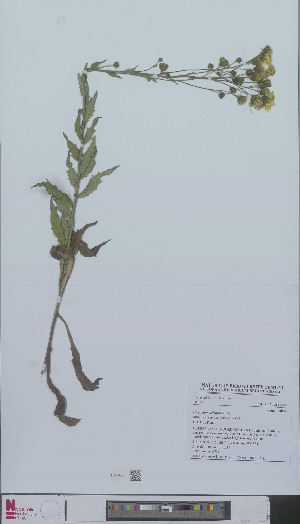  (Hieracium sabaudum subrectum - L 0896621)  @11 [ ] CreativeCommons - Attribution Non-Commercial Share-Alike (2012) Naturalis Biodiversity center Naturalis Biodiversity center