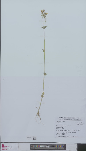  (Blackstonia perfoliata - L 0896615)  @11 [ ] CreativeCommons - Attribution Non-Commercial Share-Alike (2012) Naturalis Biodiversity center Naturalis Biodiversity center