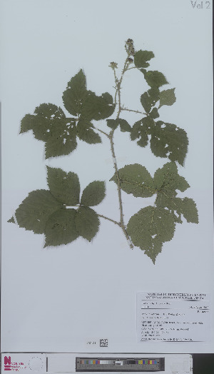  (Rubus lobatidens - L 0896590)  @11 [ ] CreativeCommons - Attribution Non-Commercial Share-Alike (2012) Naturalis Biodiversity center Naturalis Biodiversity center