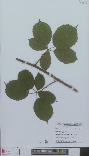  (Rubus bovinus - L 0896584)  @11 [ ] CreativeCommons - Attribution Non-Commercial Share-Alike (2012) Naturalis Biodiversity center Naturalis Biodiversity center