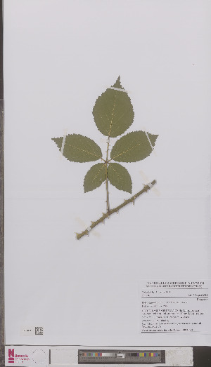  (Rubus eglandulosus - L 0894850)  @11 [ ] CreativeCommons - Attribution Non-Commercial Share-Alike (2012) Naturalis Biodiversity center Naturalis Biodiversity center