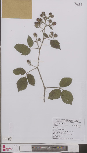  (Rubus rubercadaver - L 0896709)  @11 [ ] CreativeCommons - Attribution Non-Commercial Share-Alike (2012) Naturalis Biodiversity center Naturalis Biodiversity center