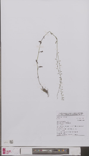  (Myosotis scorpioides nemorosa - L 0896742)  @11 [ ] CreativeCommons - Attribution Non-Commercial Share-Alike (2012) Naturalis Biodiversity center Naturalis Biodiversity center