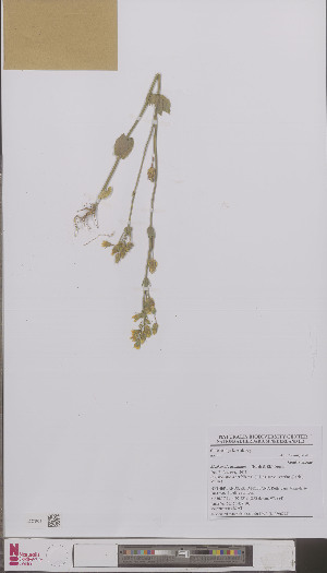  (Blackstonia perfoliata - L 0896778)  @11 [ ] CreativeCommons - Attribution Non-Commercial Share-Alike (2012) Naturalis Biodiversity center Naturalis Biodiversity center