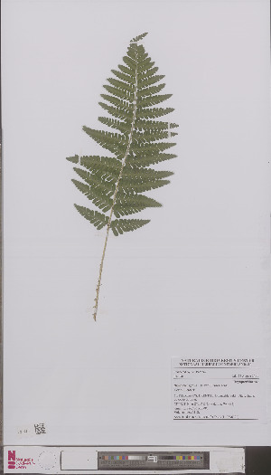  (Dryopteris affinis - L 0896792)  @11 [ ] CreativeCommons - Attribution Non-Commercial Share-Alike (2012) Naturalis Biodiversity center Naturalis Biodiversity center
