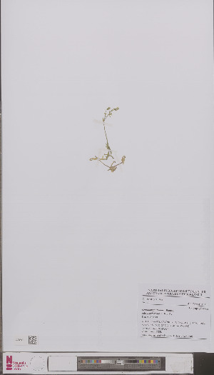  (Cerastium fontanum - L 0896898)  @11 [ ] CreativeCommons - Attribution Non-Commercial Share-Alike (2012) Naturalis Biodiversity center Naturalis Biodiversity center