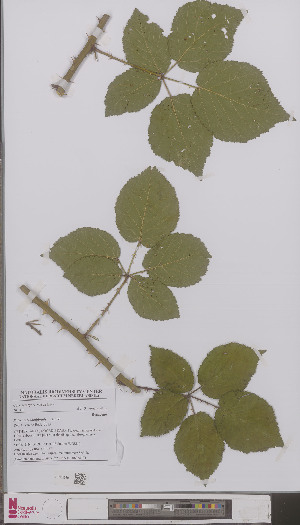 (Rubus rotundatiformis - L 0896817)  @11 [ ] CreativeCommons - Attribution Non-Commercial Share-Alike (2012) Naturalis Biodiversity center Naturalis Biodiversity center