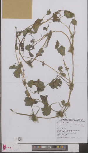  ( - L 0897147)  @11 [ ] CreativeCommons - Attribution Non-Commercial Share-Alike (2012) Naturalis Biodiversity center Naturalis Biodiversity center
