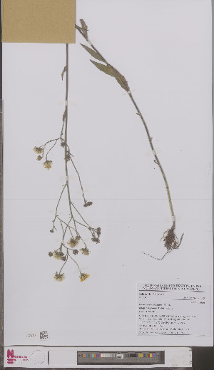  (Hieracium laevigatum acrifolium - L 0897201)  @11 [ ] CreativeCommons - Attribution Non-Commercial Share-Alike (2012) Naturalis Biodiversity center Naturalis Biodiversity center