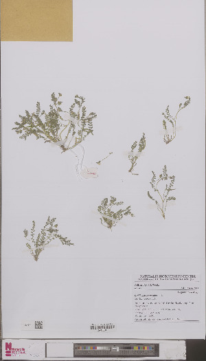  ( - L 0893000)  @11 [ ] CreativeCommons - Attribution Non-Commercial Share-Alike (2012) Naturalis Biodiversity center Naturalis Biodiversity center