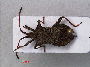  ( - RMNH.INS.536762)  @13 [ ] CreativeCommons - Attribution Non-Commercial Share-Alike (2013) Unspecified Naturalis Biodiversity Center